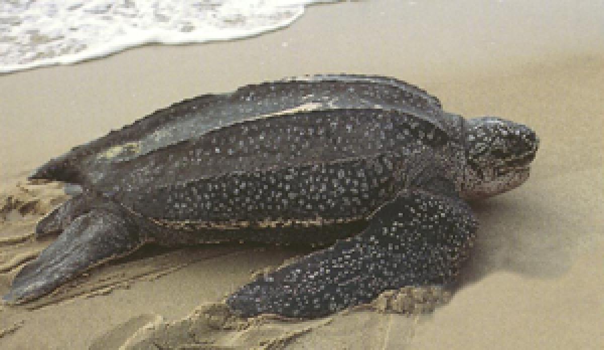 No effort, time and investment, great success – HR message from leatherback turtle