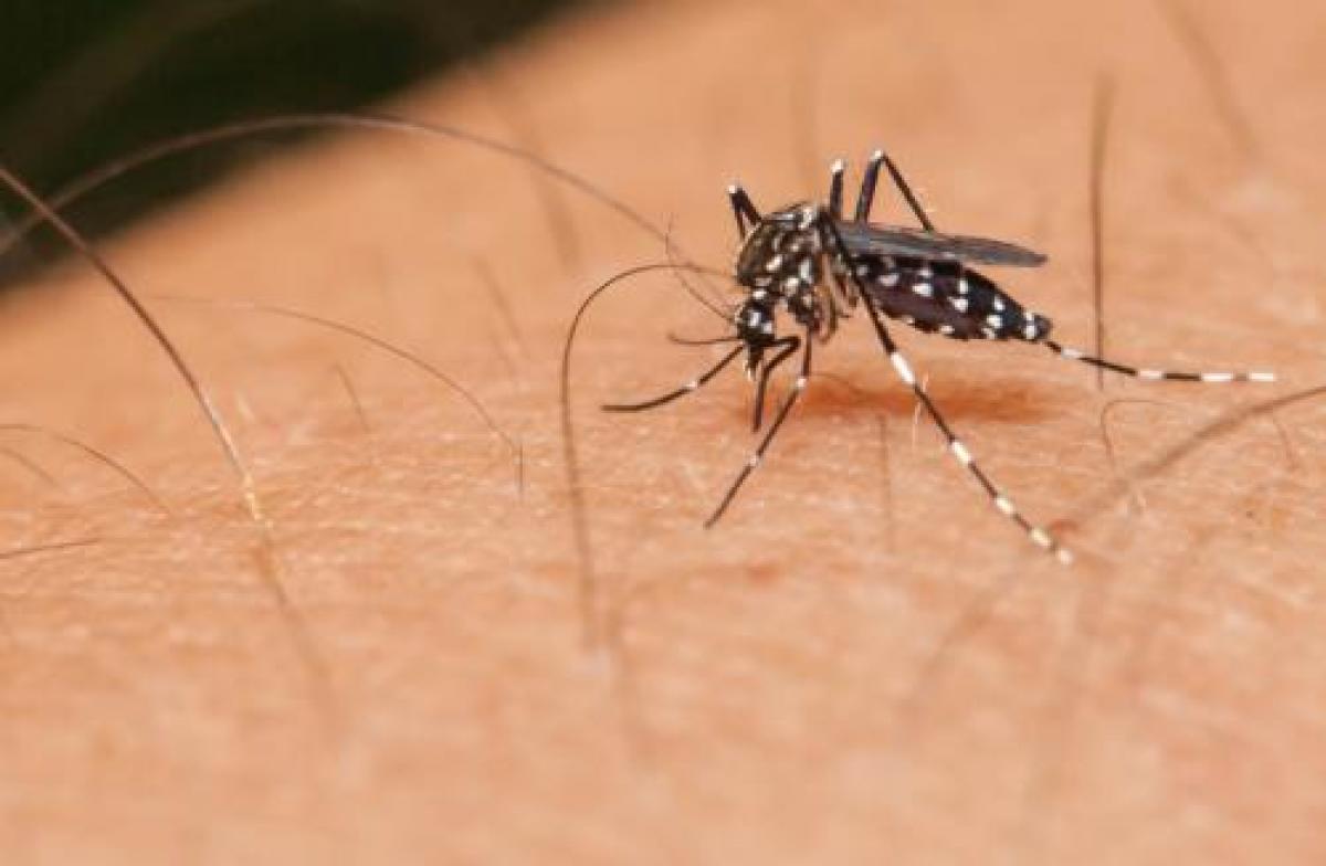 AP to take on mosquito menace with monitoring system
