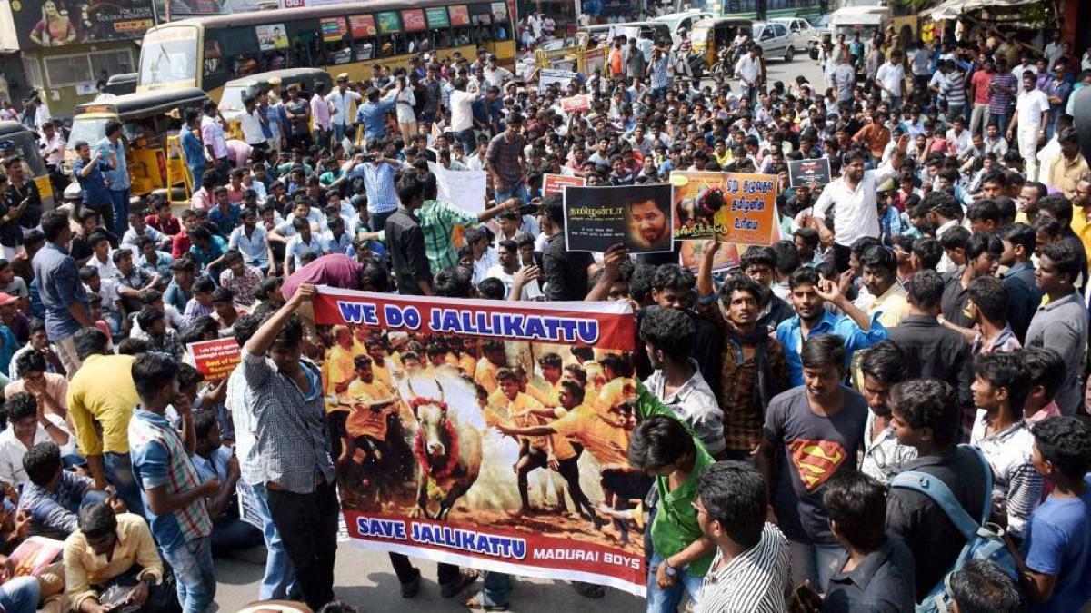 Support for Jallikattu protests increases in Tamil Nadu