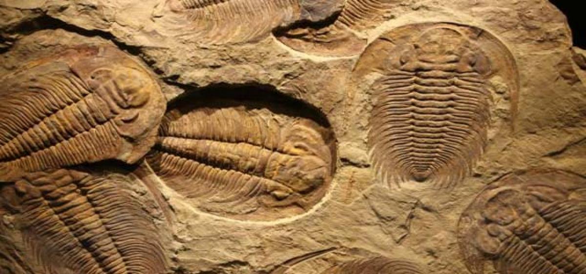 Darwins theory of living fossils gets support