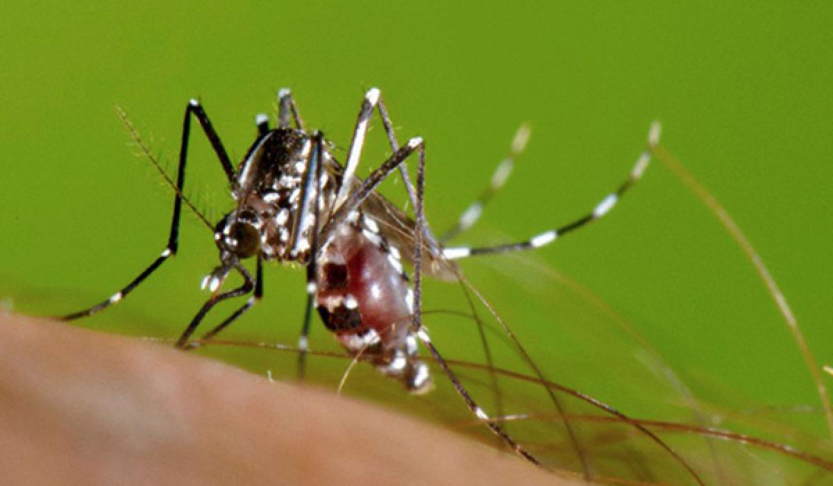 34 Zika virus cases has been recorded in Fiji 