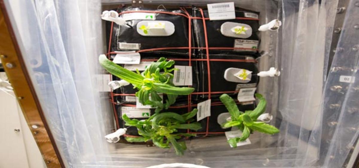 Plants to be grown in space