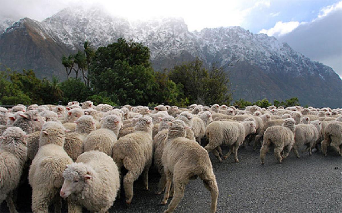 How a flock of sheep helped cops nab fugitives in New Zealand