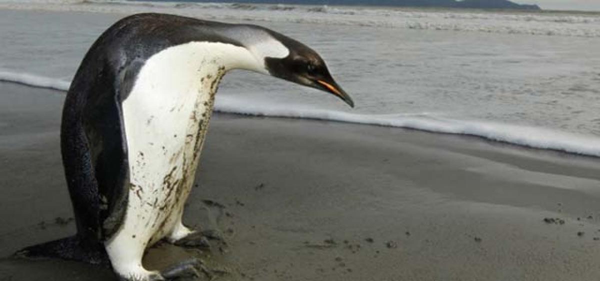 Ancient giant penguin lived alongside dinosaurs