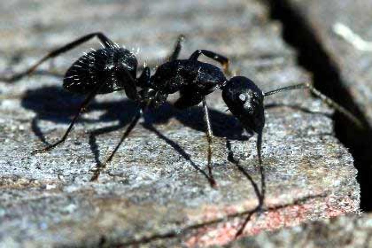 How to mind the gap can be learnt from ants