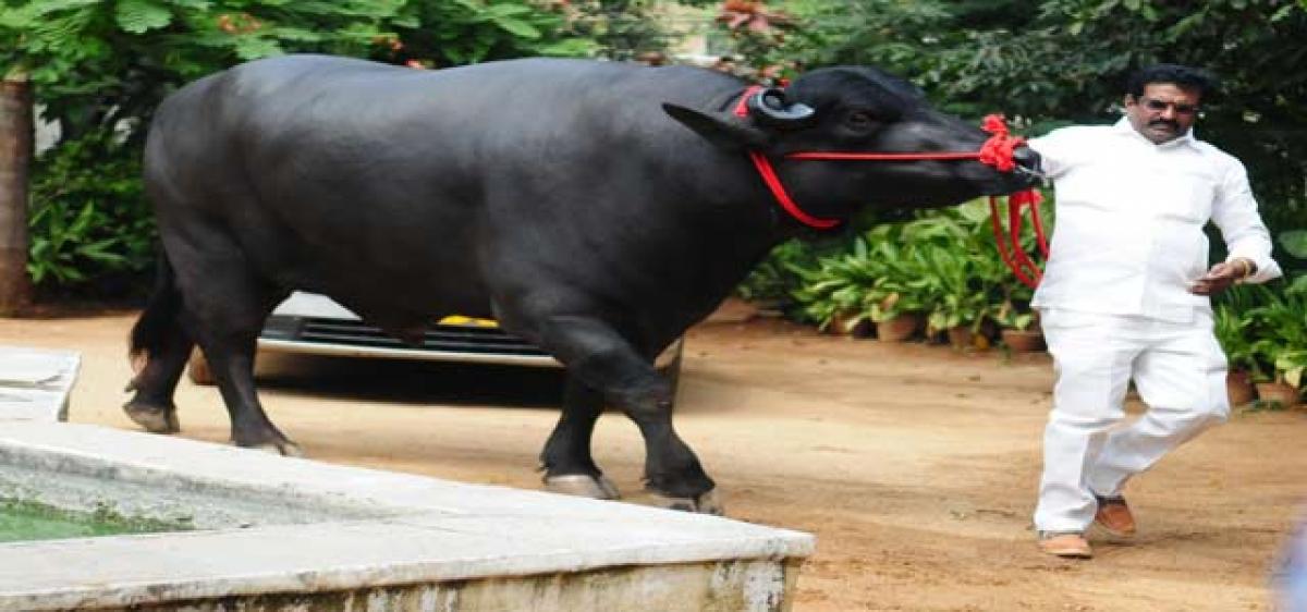 A 9 crore bull that guzzles beer, whiskey!