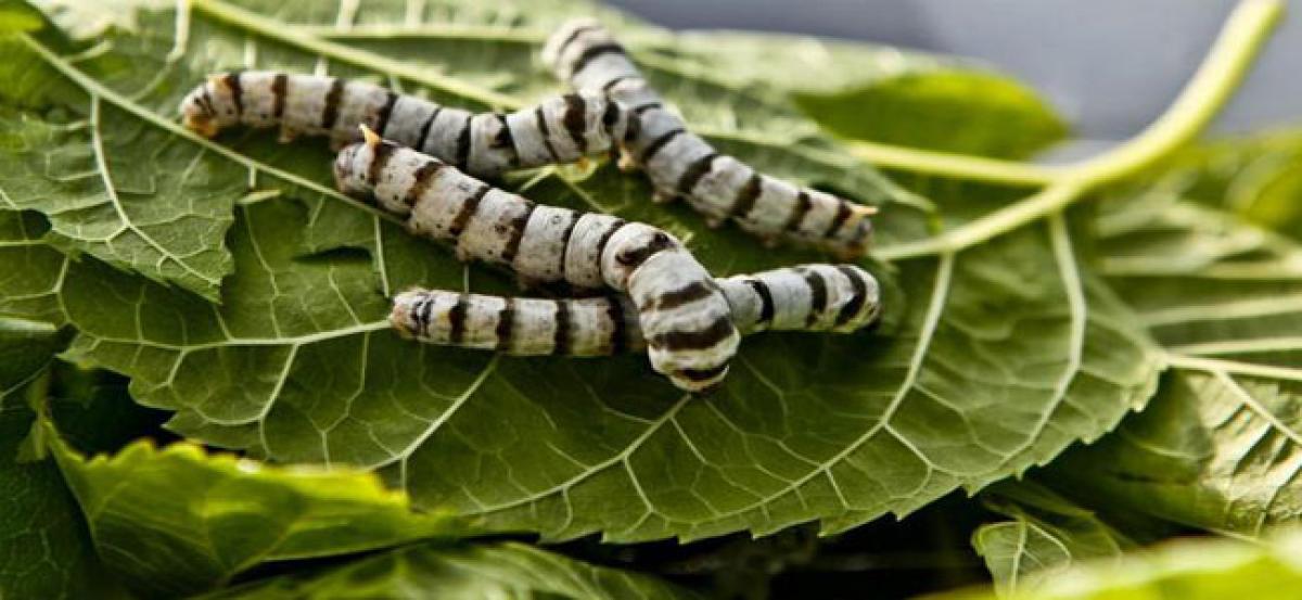 Australian researchers use silkworms to repair damaged eardrums