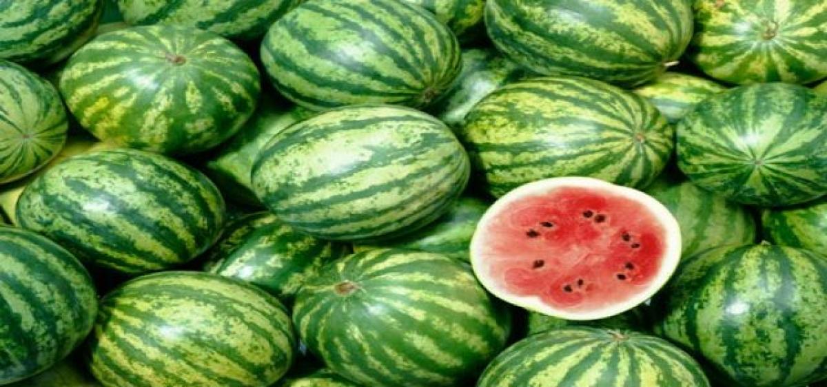 Farmers show interest in watermelon