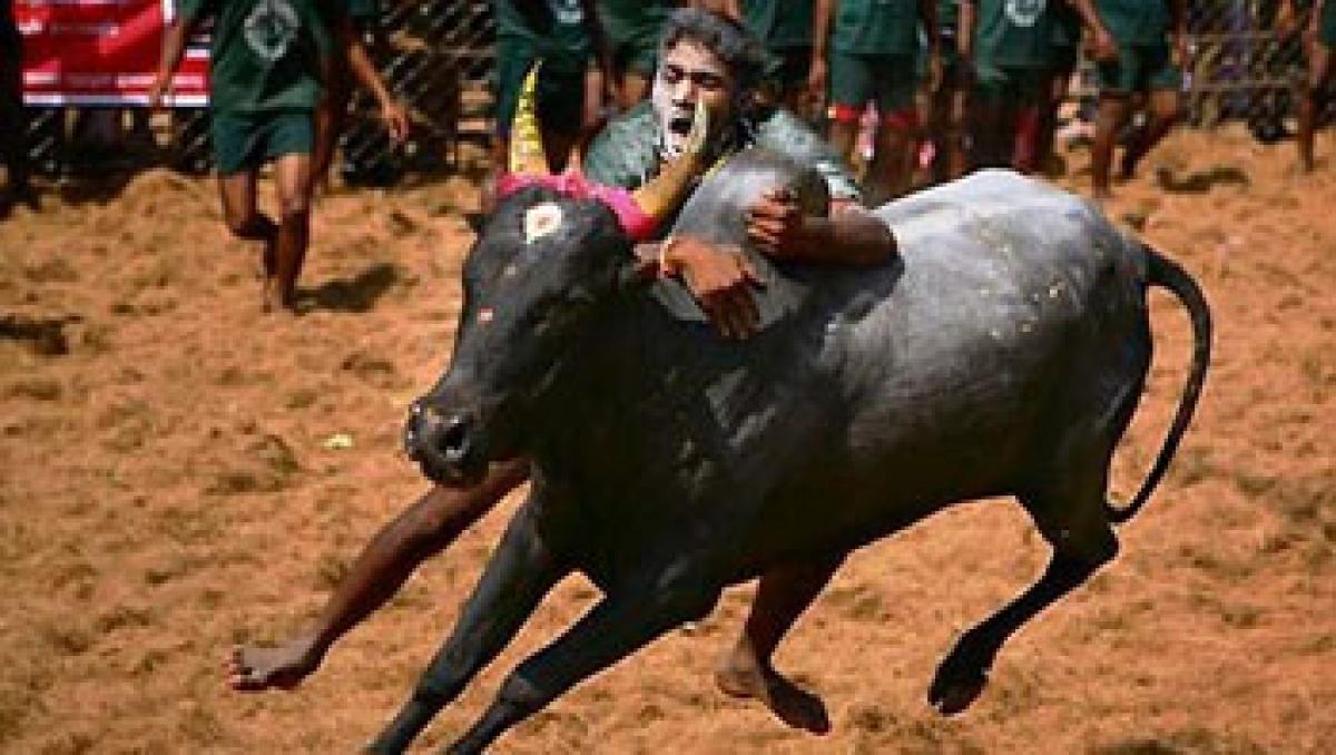 Jallikattu all set to get Centre nod