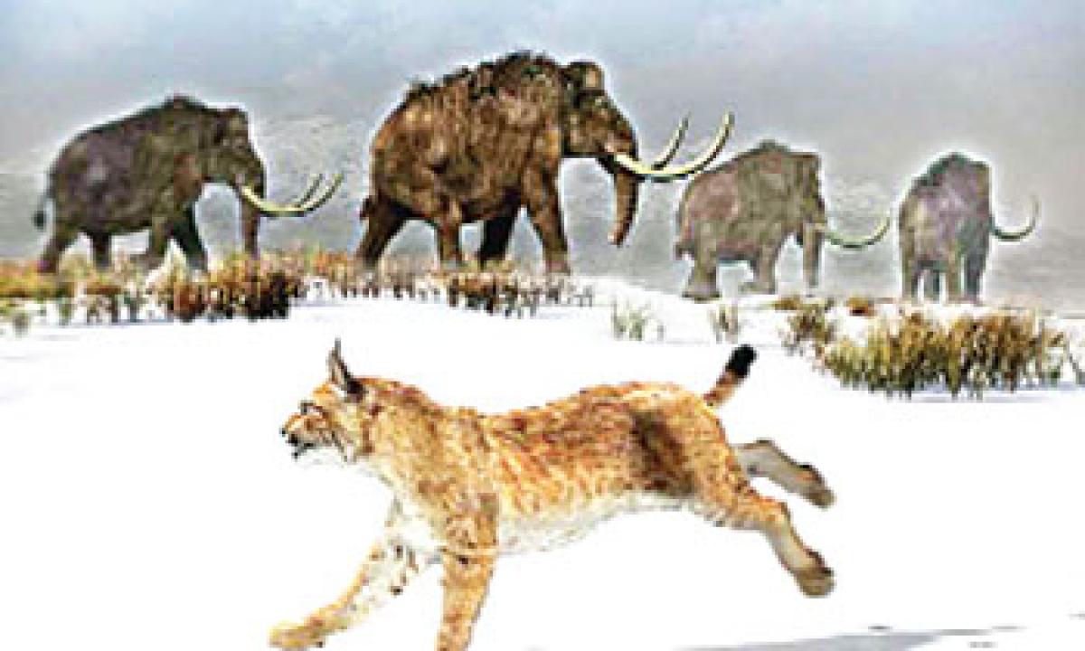 Oldest Iberian lynx lived 1.6 million years ago