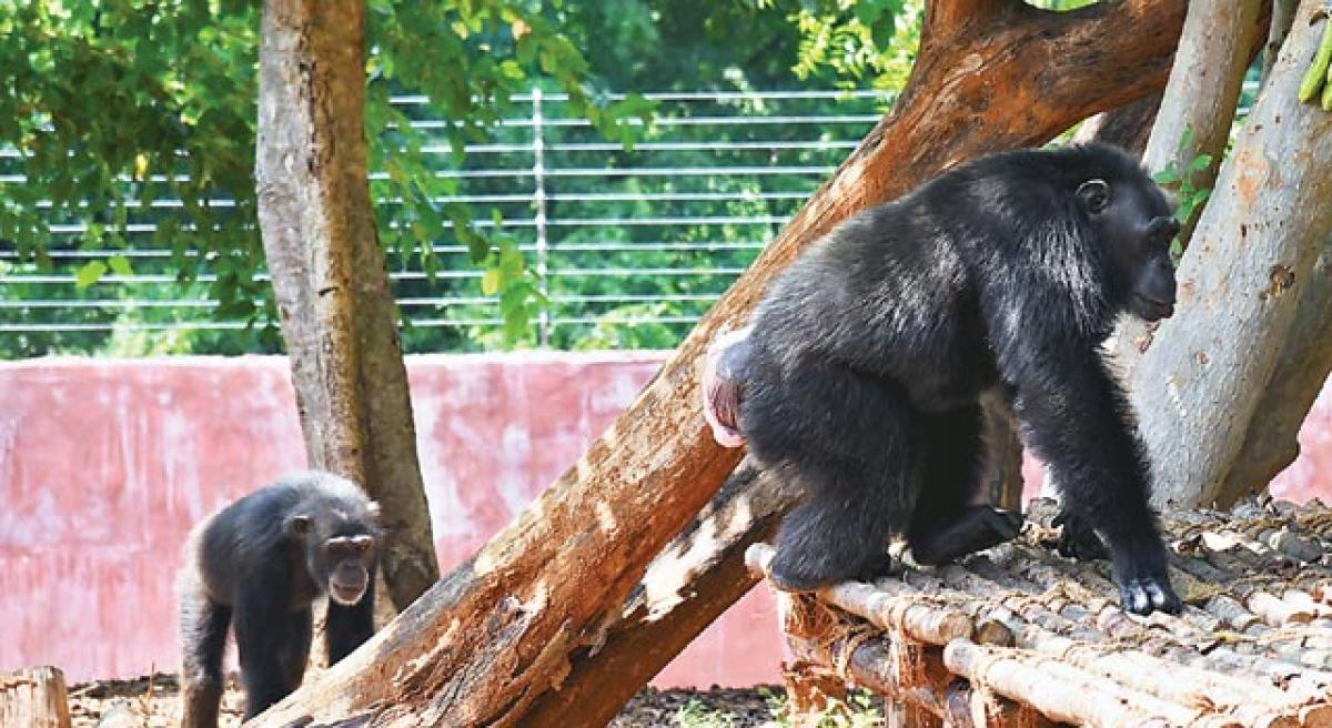 Chimps draw huge crowds