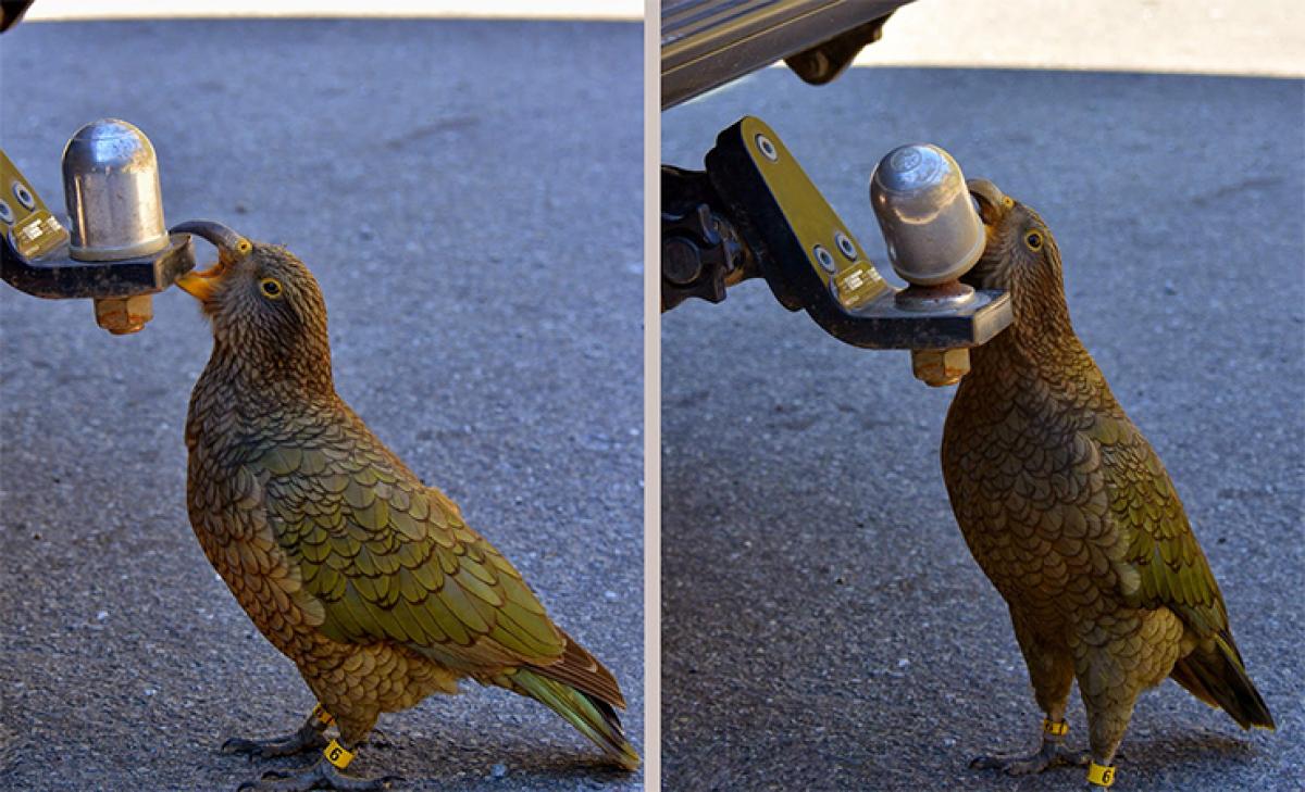 Kea Parrot for self confidence of corporate employees