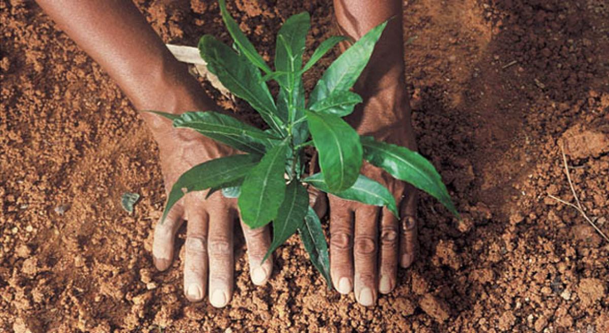 SCCL plants 1 cr saplings