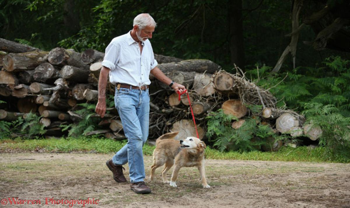 Walking dogs keeps elderly active