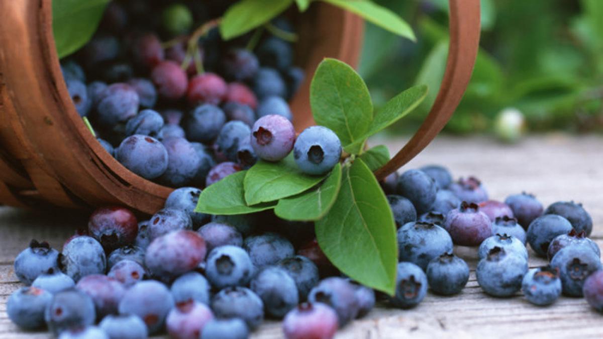 Blueberry extract, a proposed remedy to cure gum disease