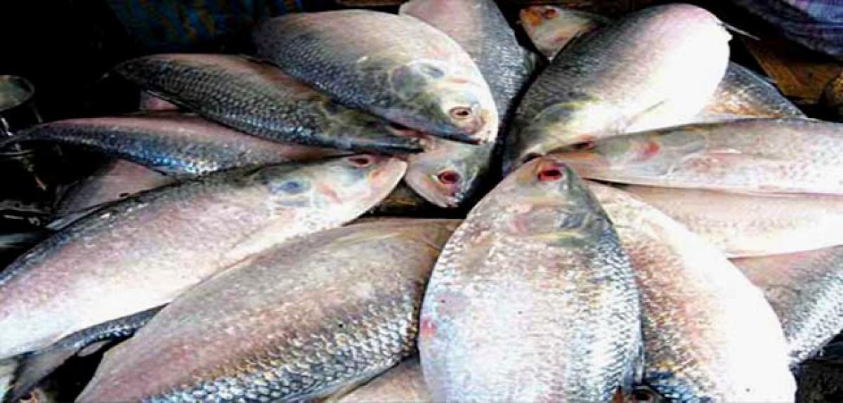 Bangladesh puts 22-day ban on Hilsa fishing