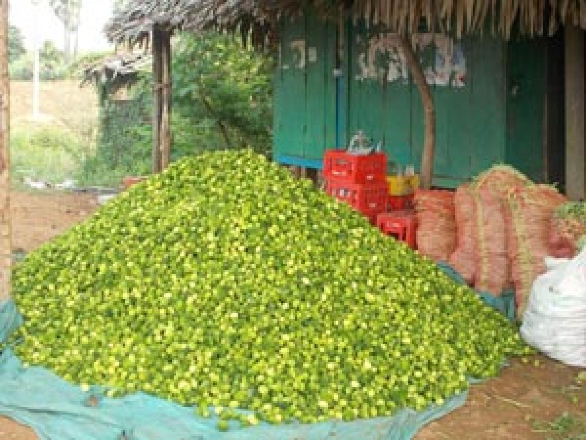 Teasle gourd a money-spinner