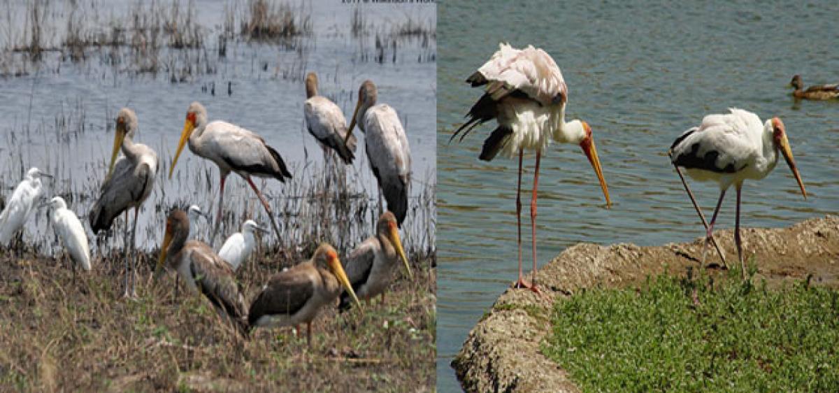 Winged visitors enthrall Suryapet