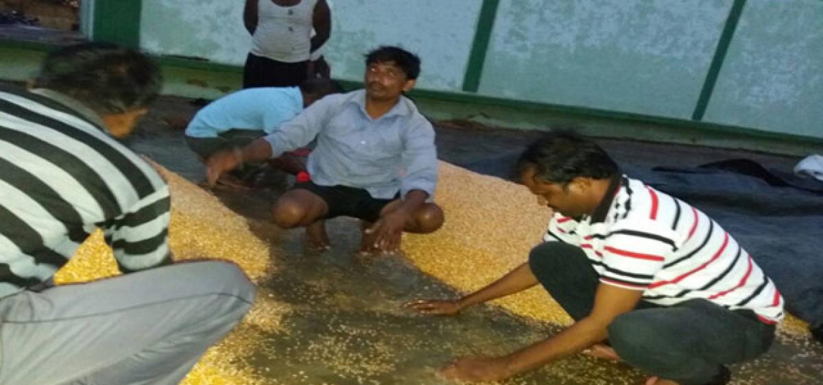 Sudden downpour brings tears to farmers as produce goes down the drain