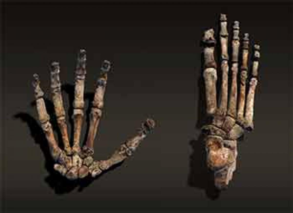 Homo naledi climbed trees and walked upright efficiently: Scientists