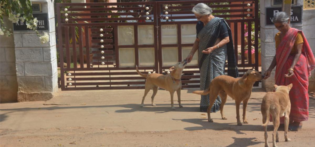 Caring hands come to stray dogs rescue