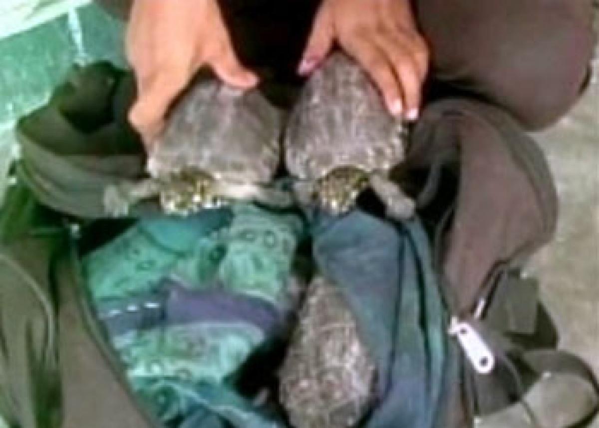 Custom officials seize 146 tortoises at Mumbai Airport