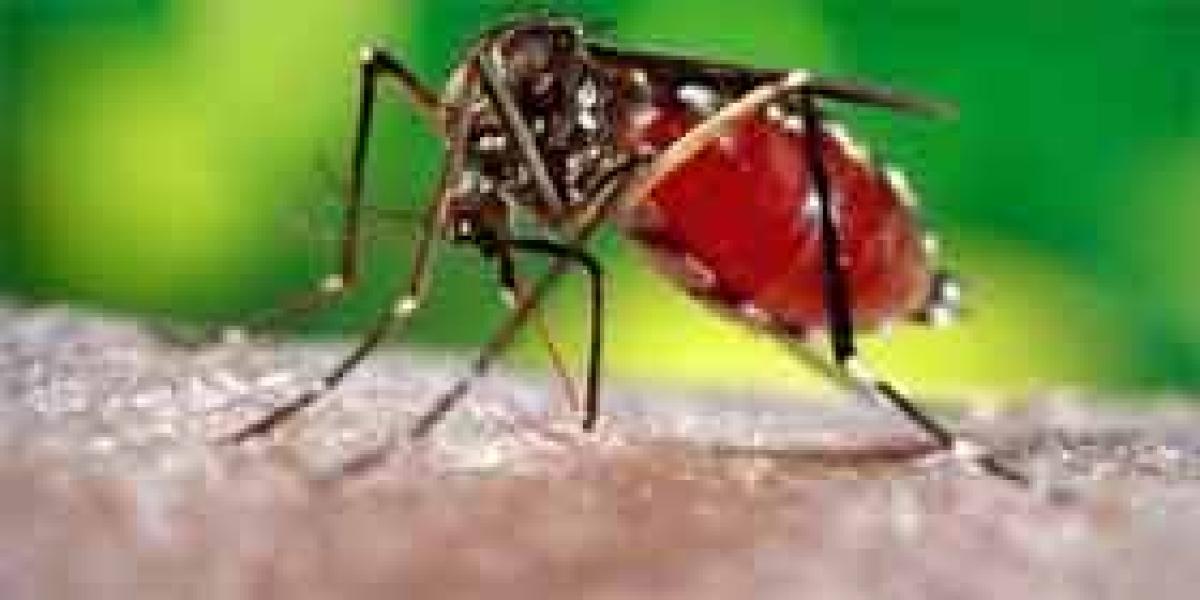 Dengue virus turns virulent