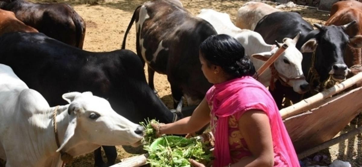 Malegaon: 3 traders beaten up for possessing beef, 7 arrested