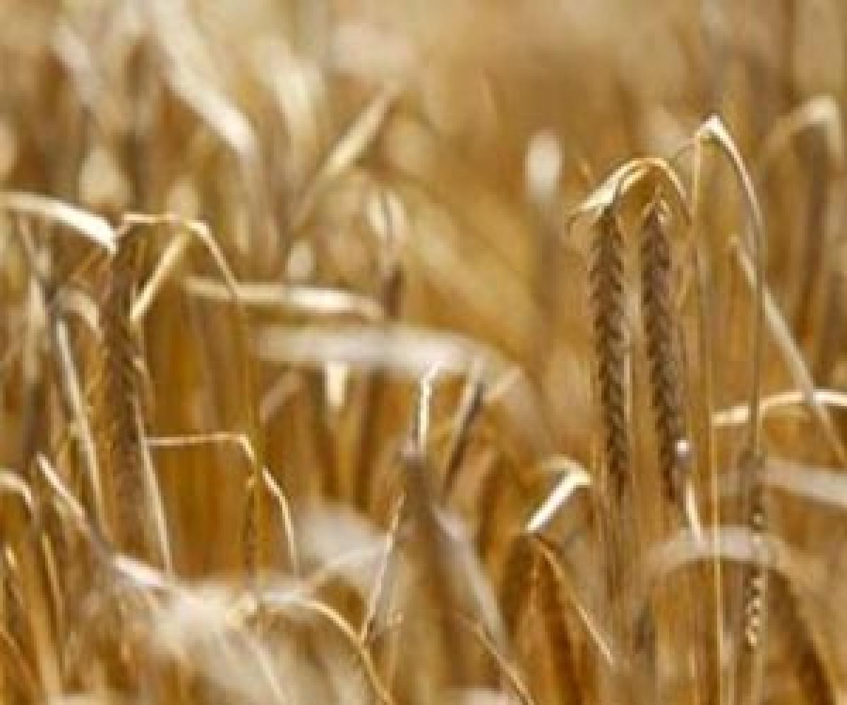 Health benefits of eating barley