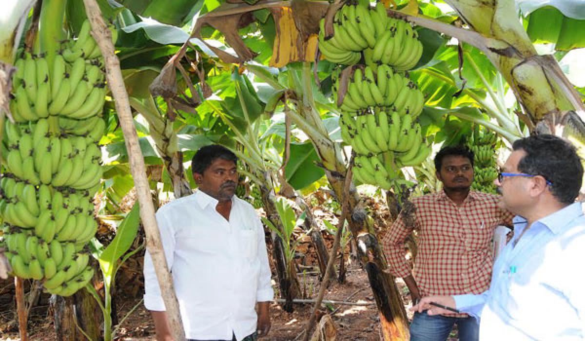 Farmers prefer banana to groundnut