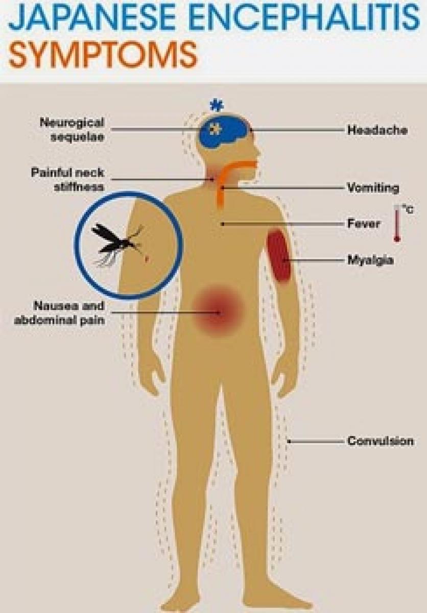 How an incurable Japanese encephalitis threatening India