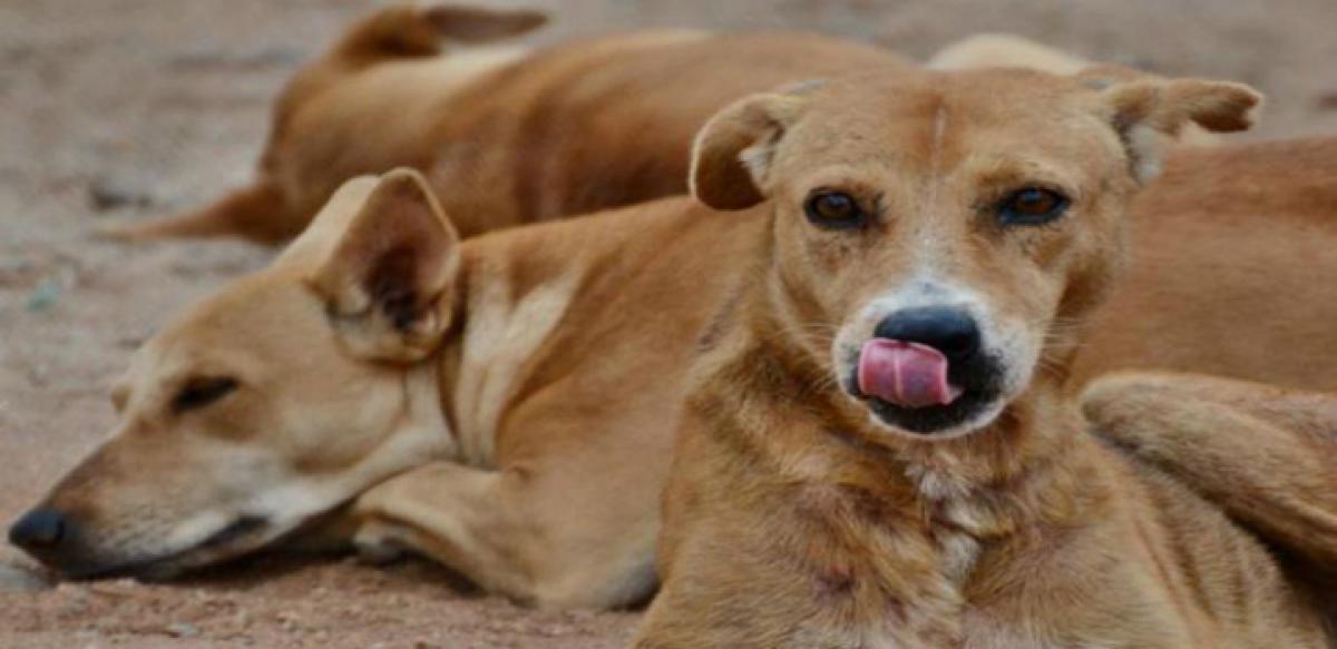 Six lakh stray dogs to be sterilised