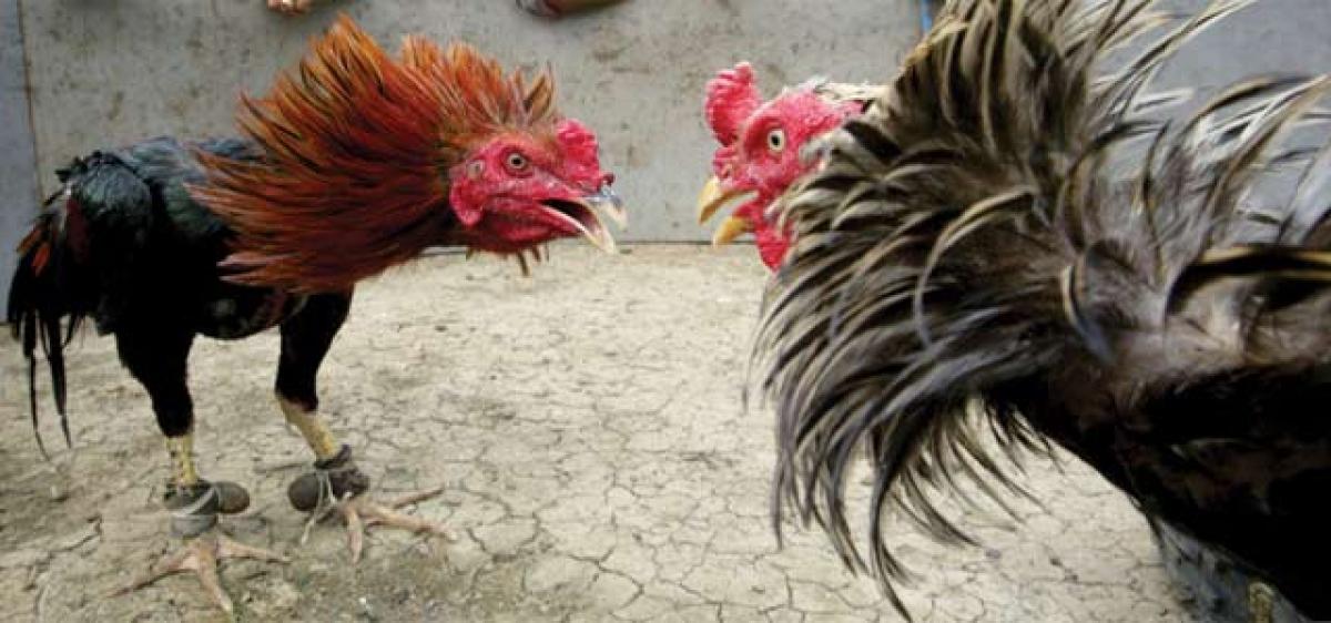 SC grants stay on seizure of cocks by cops