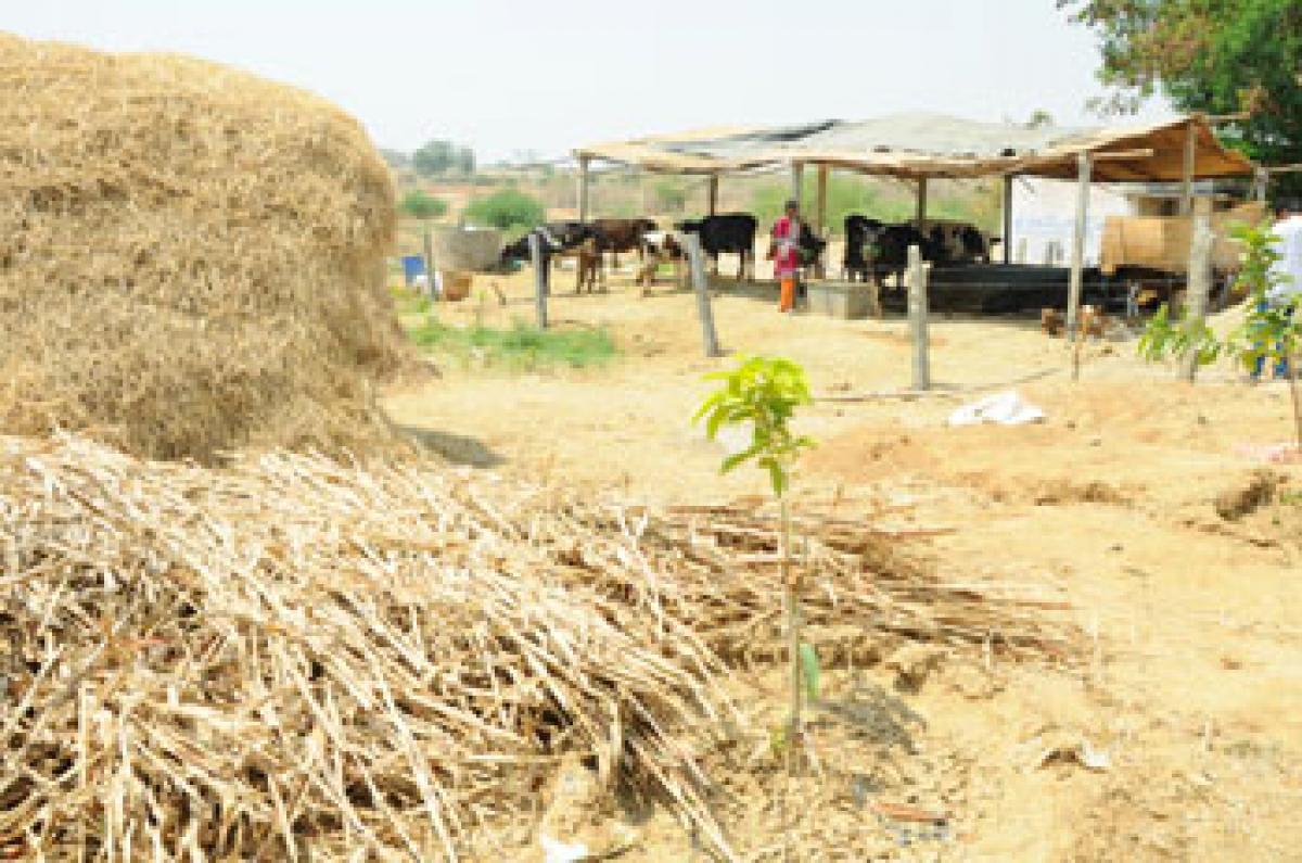 Drought and despair loom over Palamuru