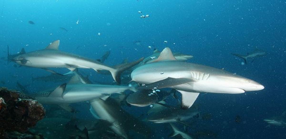 Sharks too may be social animals