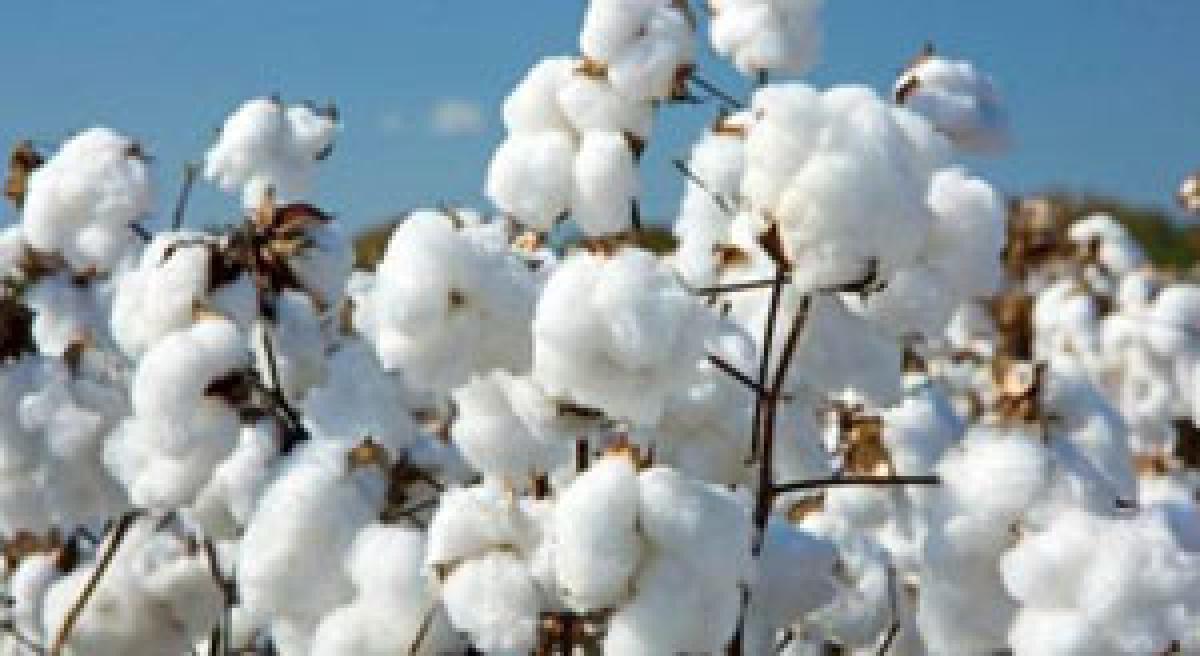 DBTS for cotton farmers likely