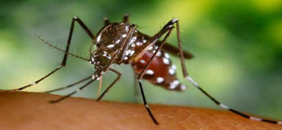 Chikungunya: Cause, effect and prevention 