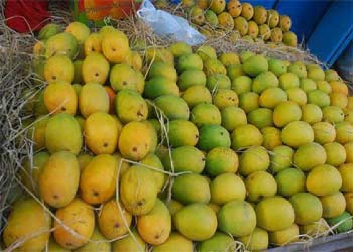 Ray of hope for mango farmers