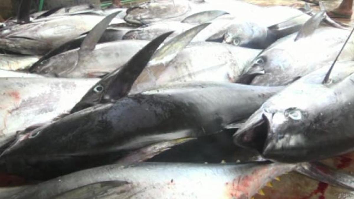 Vizag all set to host seafood products expo