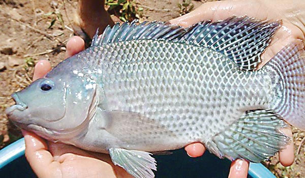 Cage Culture of Tilapia fish to net good returns