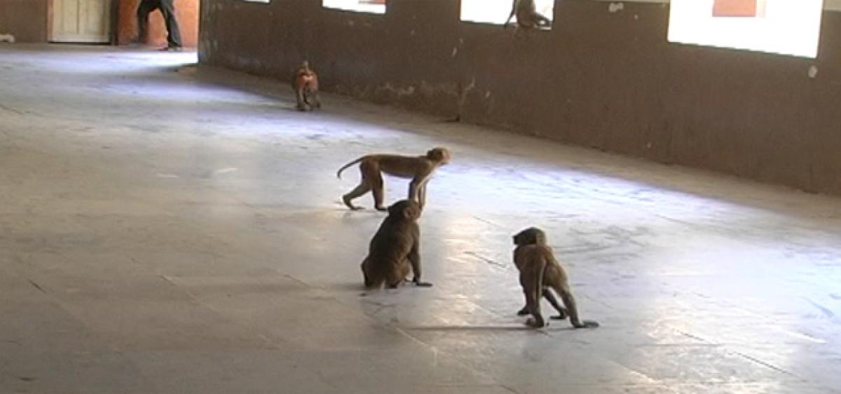 Old Karimnagar Collectorate turns simians haven