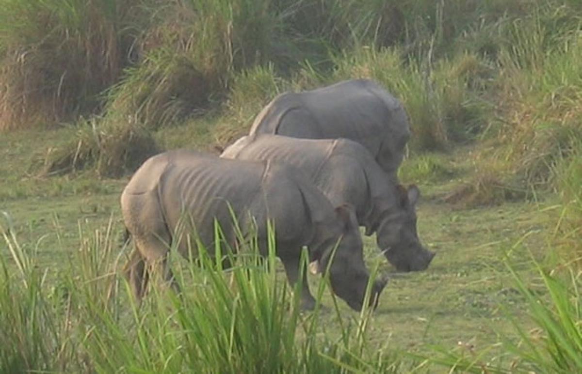 Three rhino poachers arrested near Kaziranga