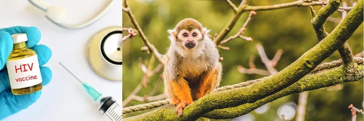 Experimental HIV vaccine found effective in monkeys: Study