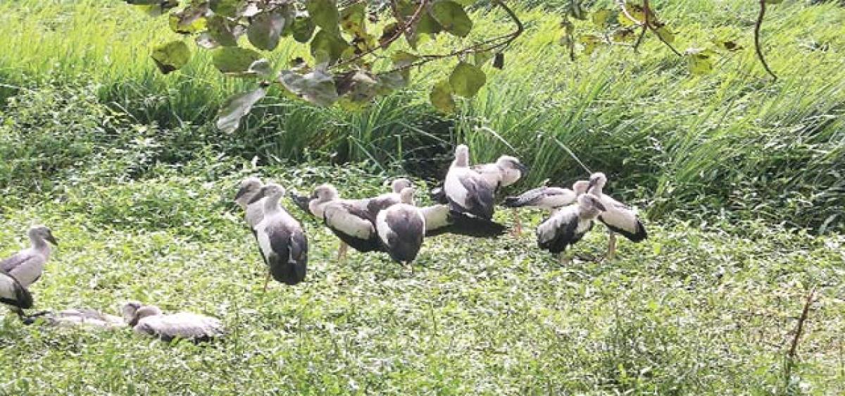 Telukunchi to become bird watchers haven