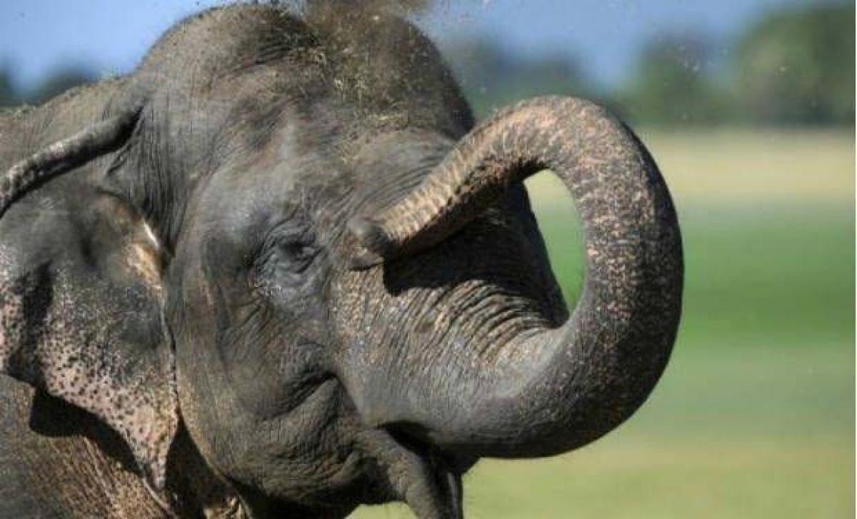 Thai elephant kills keeper, runs off with 3 Chinese on its back