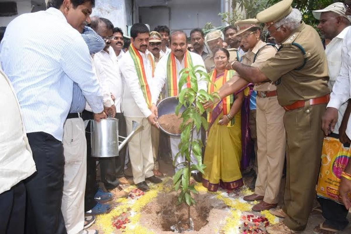 People told to plant saplings