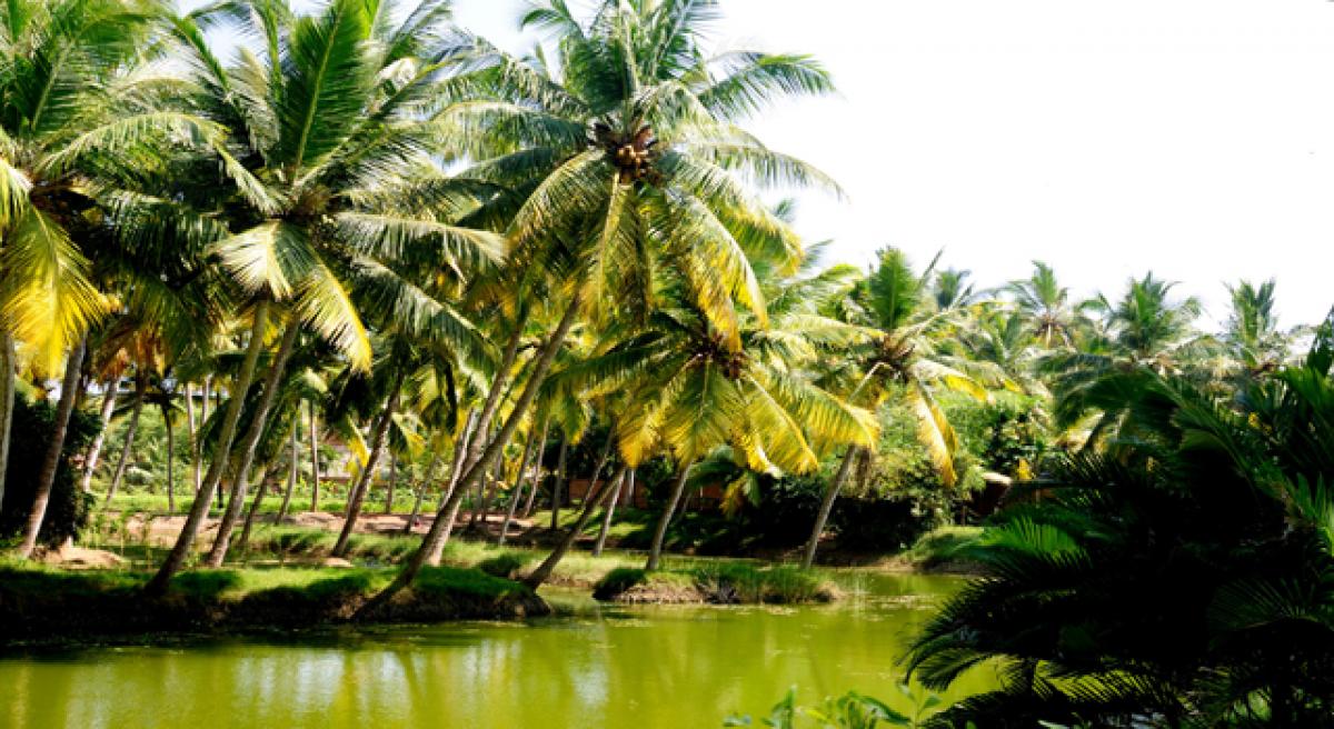 Novel initiative to promote coconut farms