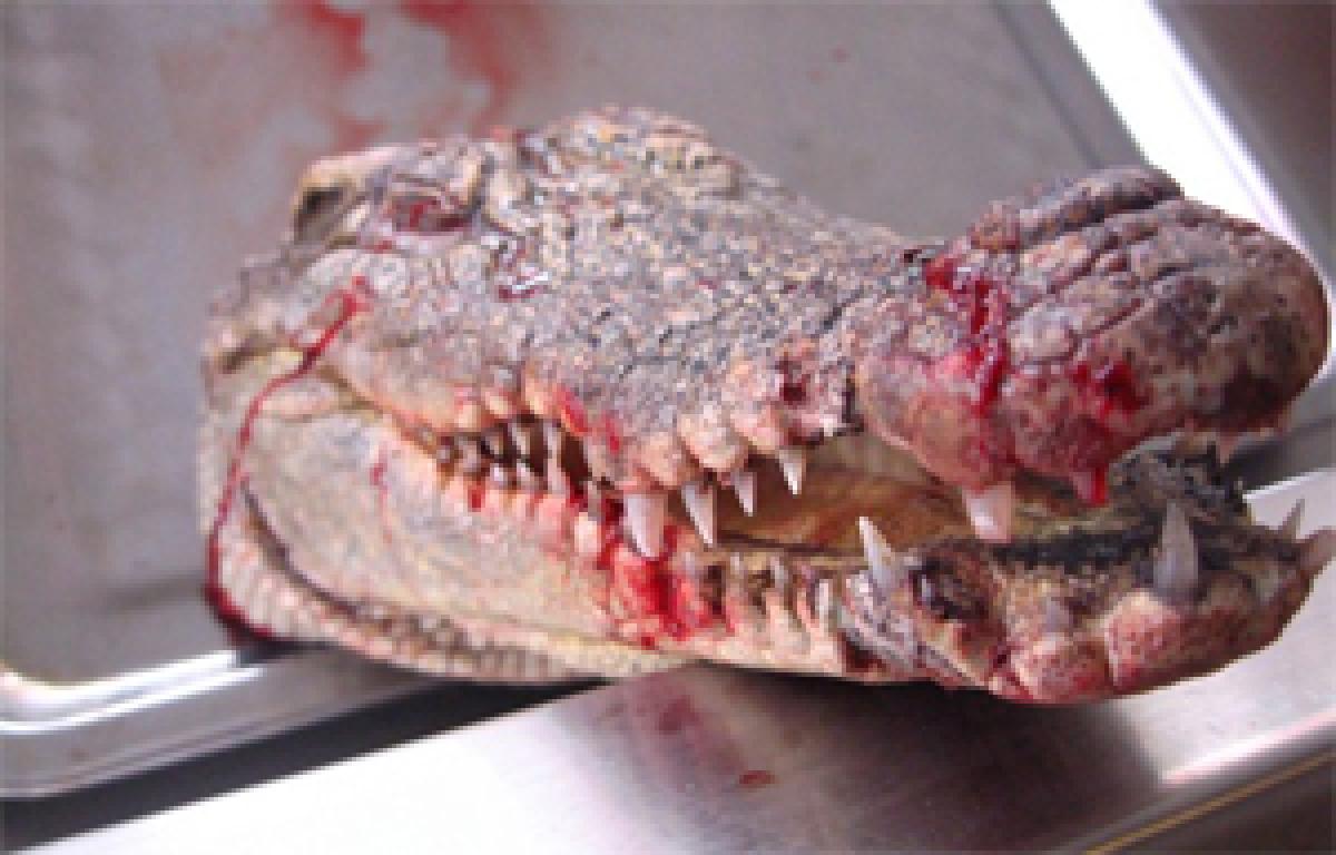 Crocodile heads dumped inside freezer in Australia