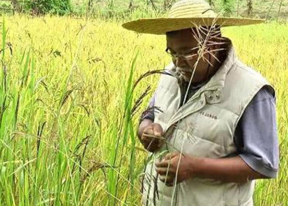A Manipuri farmers passionate desire to preserve traditional rice varieties