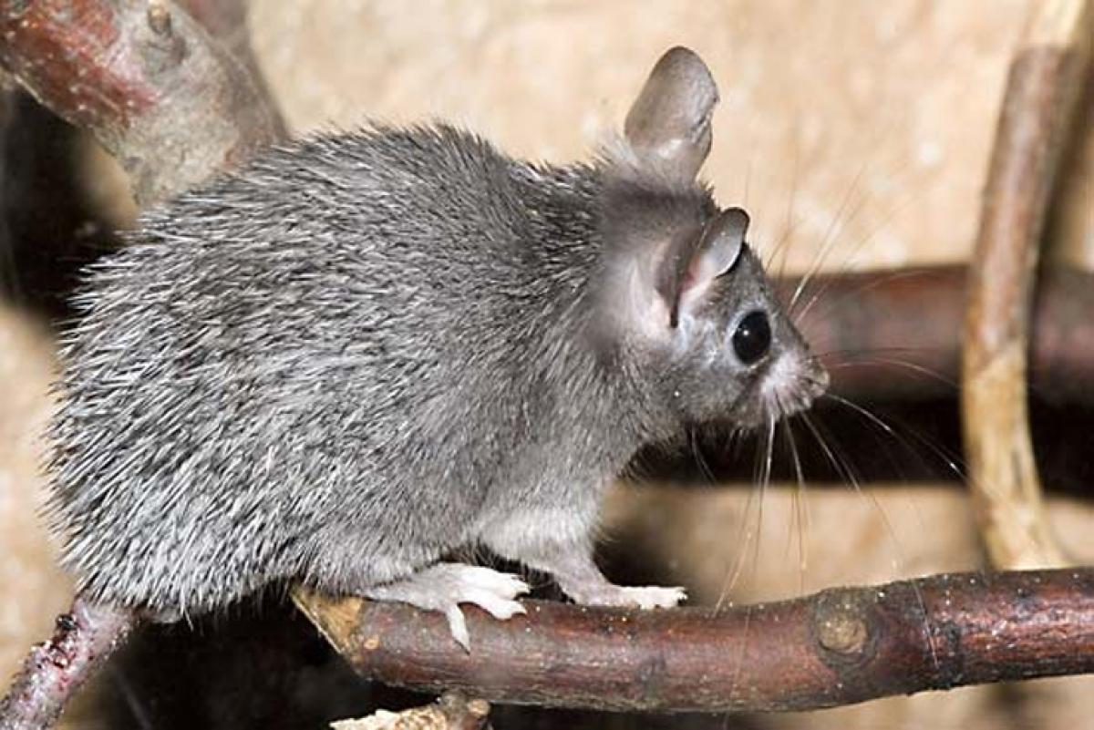 Lose to gain or gain and then lose? Learn the HR message from African spiny mouse